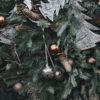 live christmas tree
