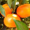 mandarin