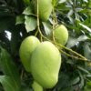 mangoes farm