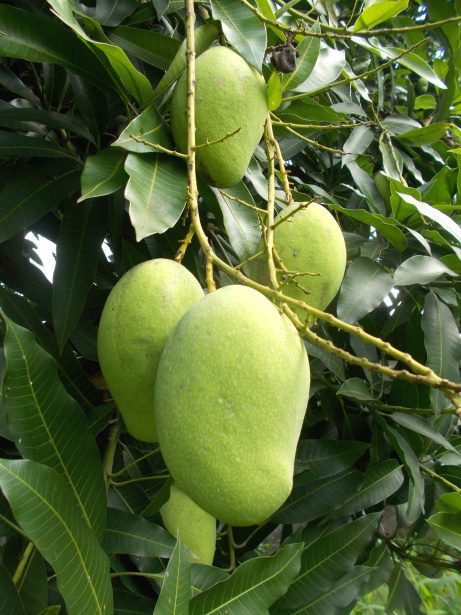 mangoes farm