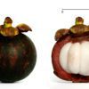 mangosteen
