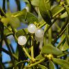 mistletoe