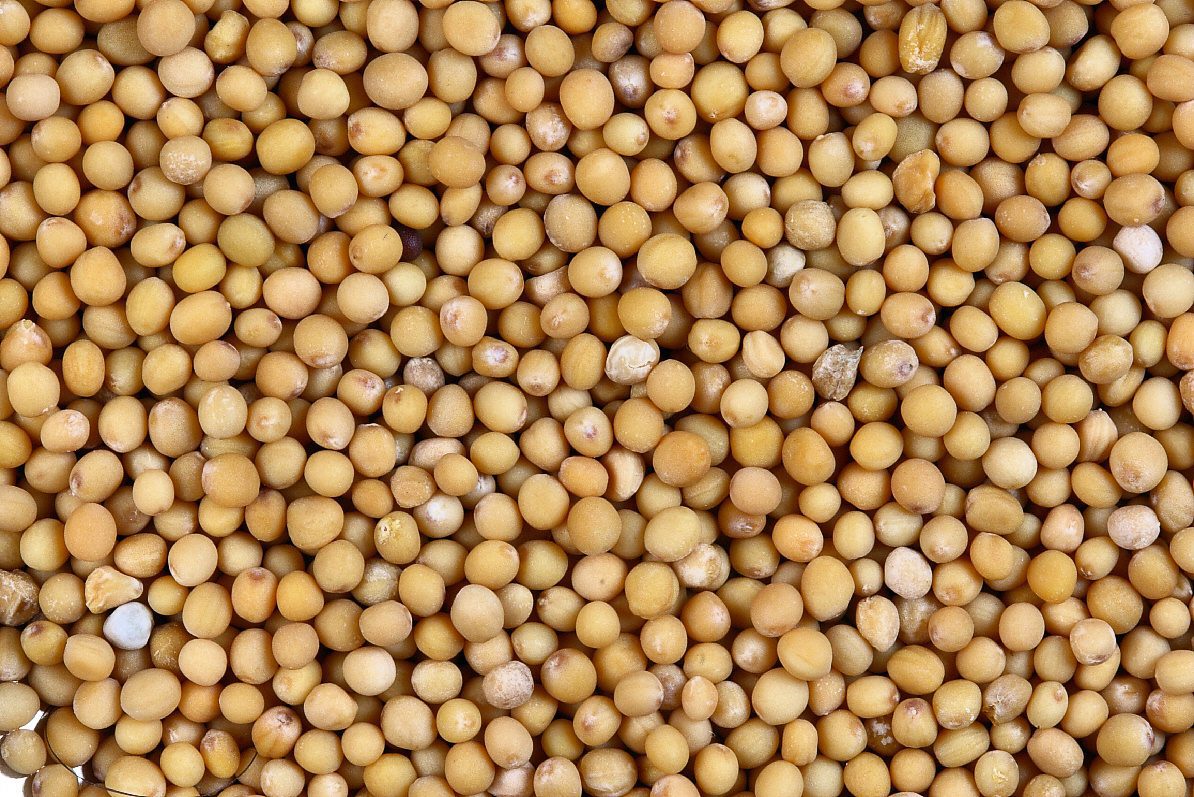 mustard