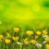 natural flowers