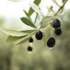 olive branch