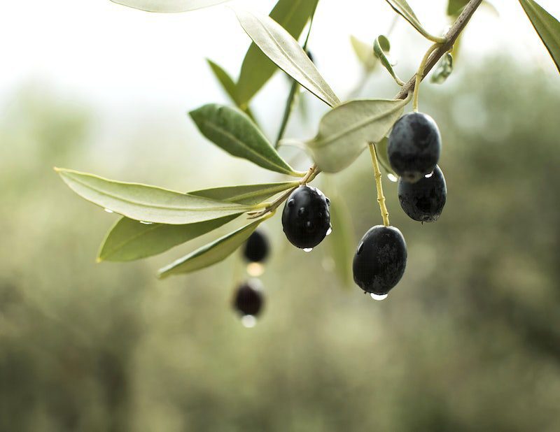olive branch