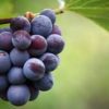 organic grapes