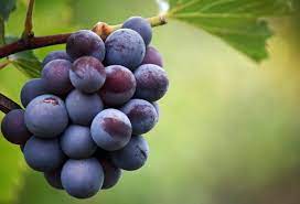 organic grapes