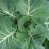 organic online