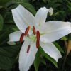 oriental lilies white