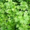 parsley