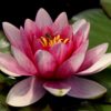 pink lilies