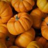 pumpkin buy