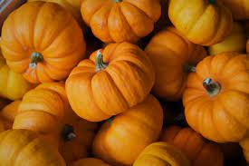 pumpkin buy