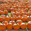 pumpkins on sale