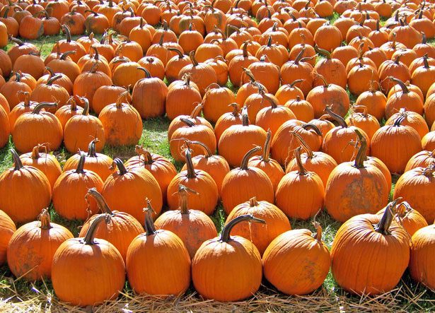 pumpkins on sale