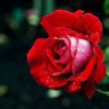 rose pet