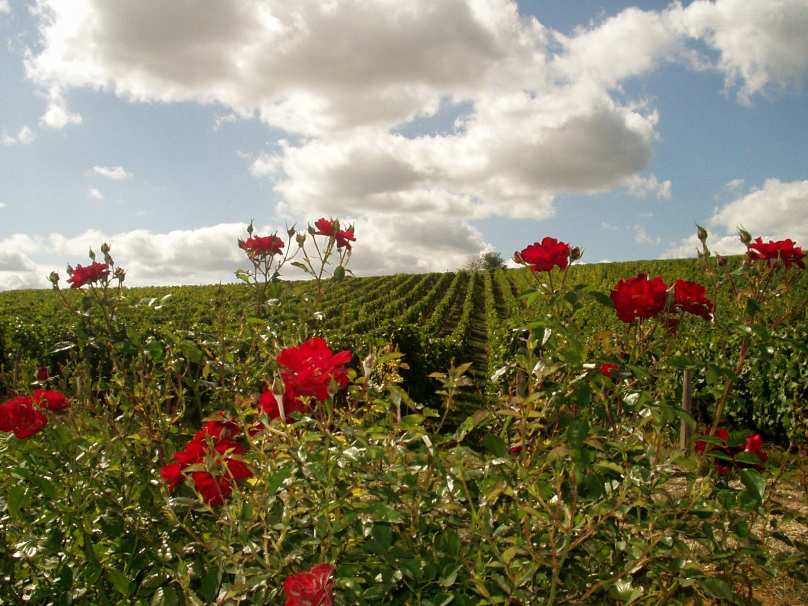 rose winery