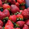 strawberries buy