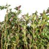 thyme fresh