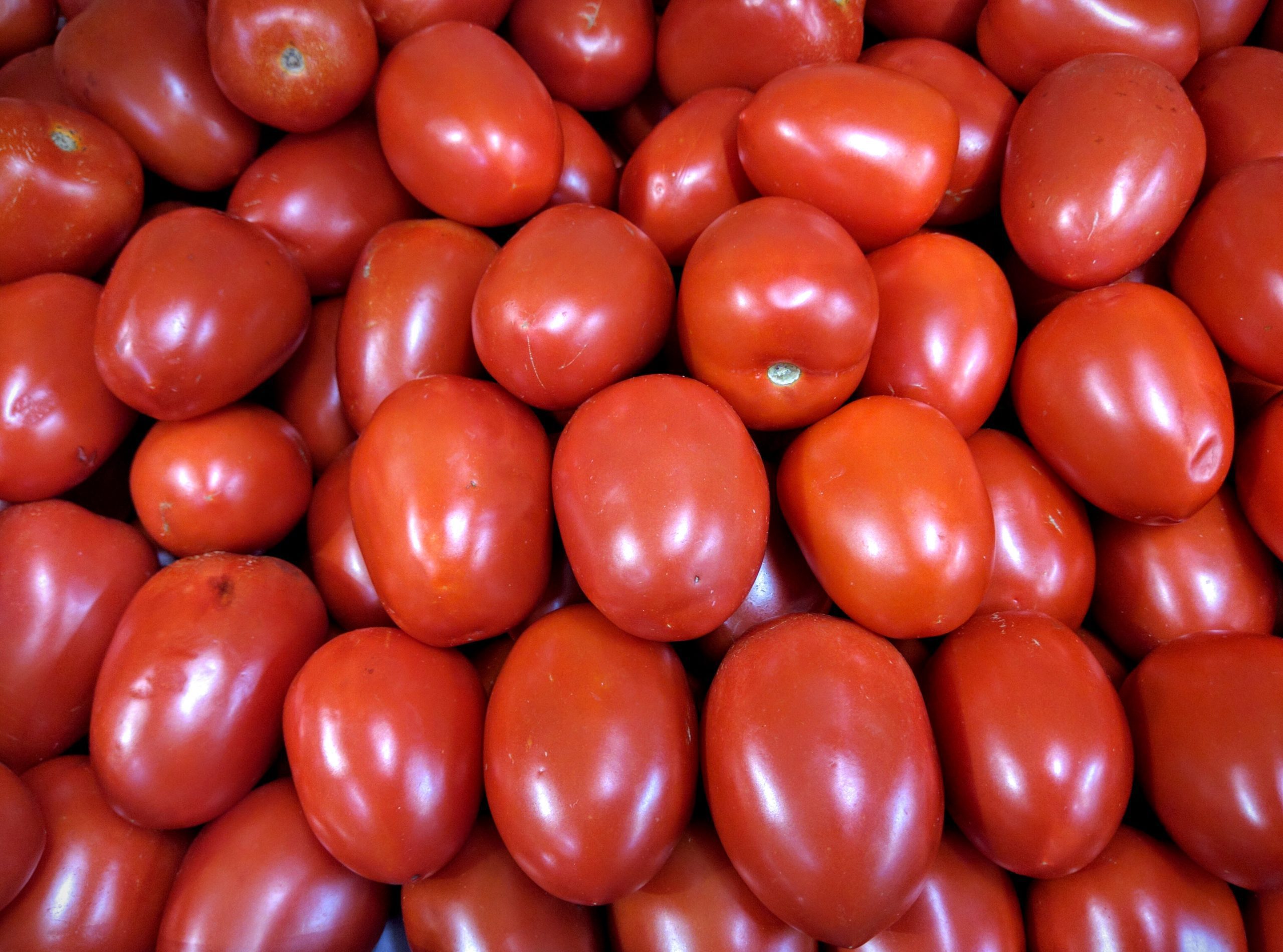 tomatoes for sale