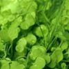 watercress where to buy