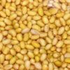 where to buy soy beans