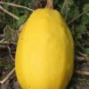 where to buy spaghetti squash