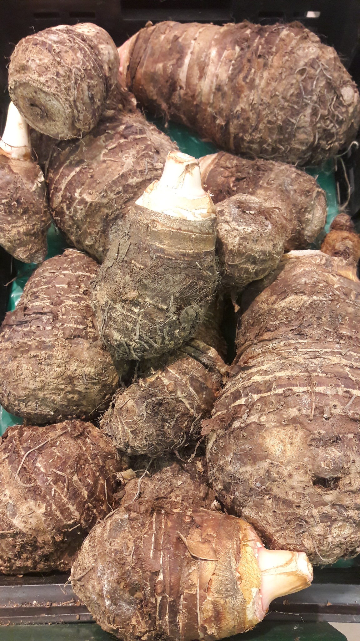 Where to buy taro at auscrops auscrops au