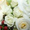white roses