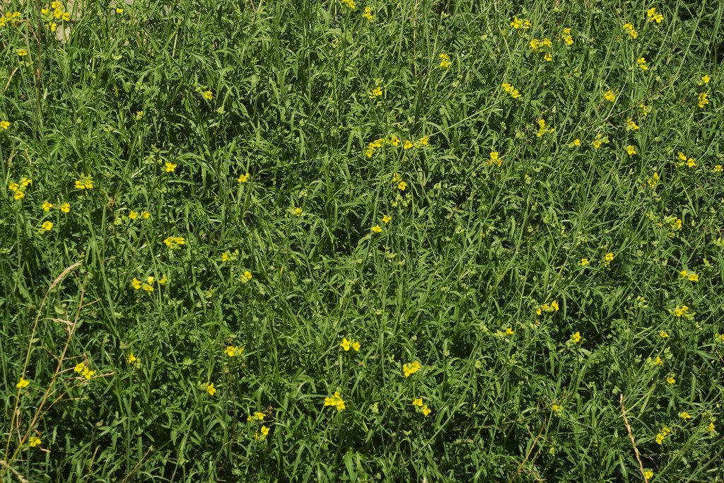 wild roquette