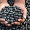 Acai