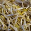 Bean Sprouts Mung