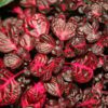 Beefsteak plant