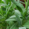 Is Sage a Herb