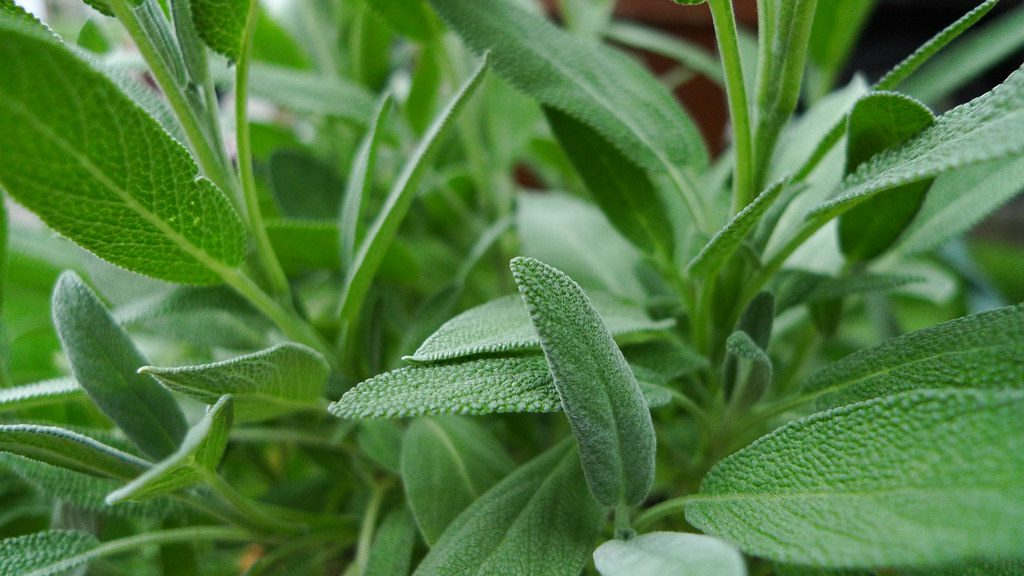 Is Sage a Herb