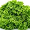 Lollo Verde Lettuce