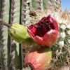 Organ Pipe Cactus Fruit