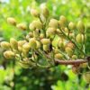 Pistachio tree