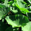 Taro Leaves