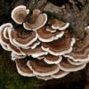 Turkey Tail Mushroom