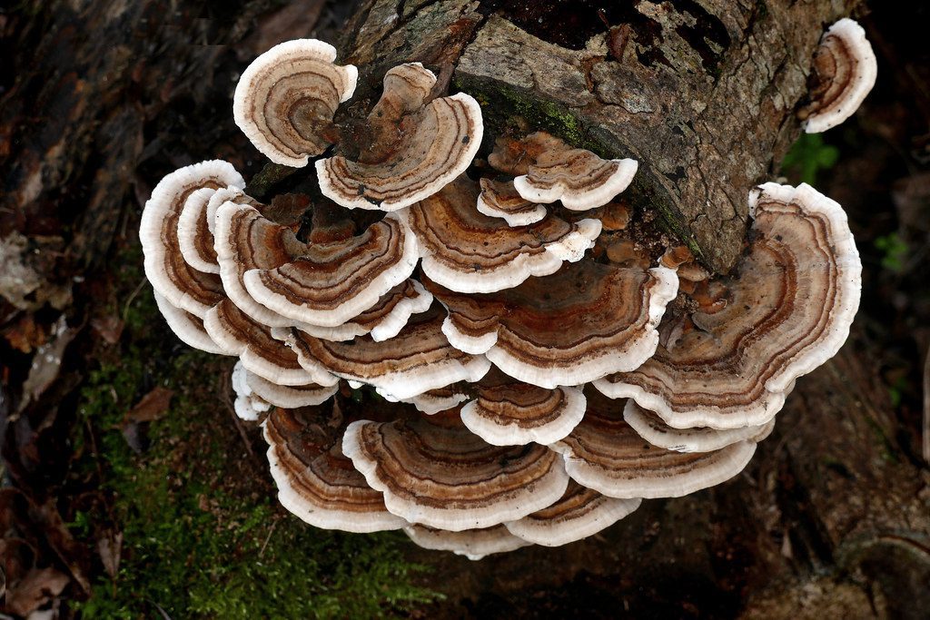 Turkey Tail Mushroom