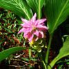 Turmeric Plant