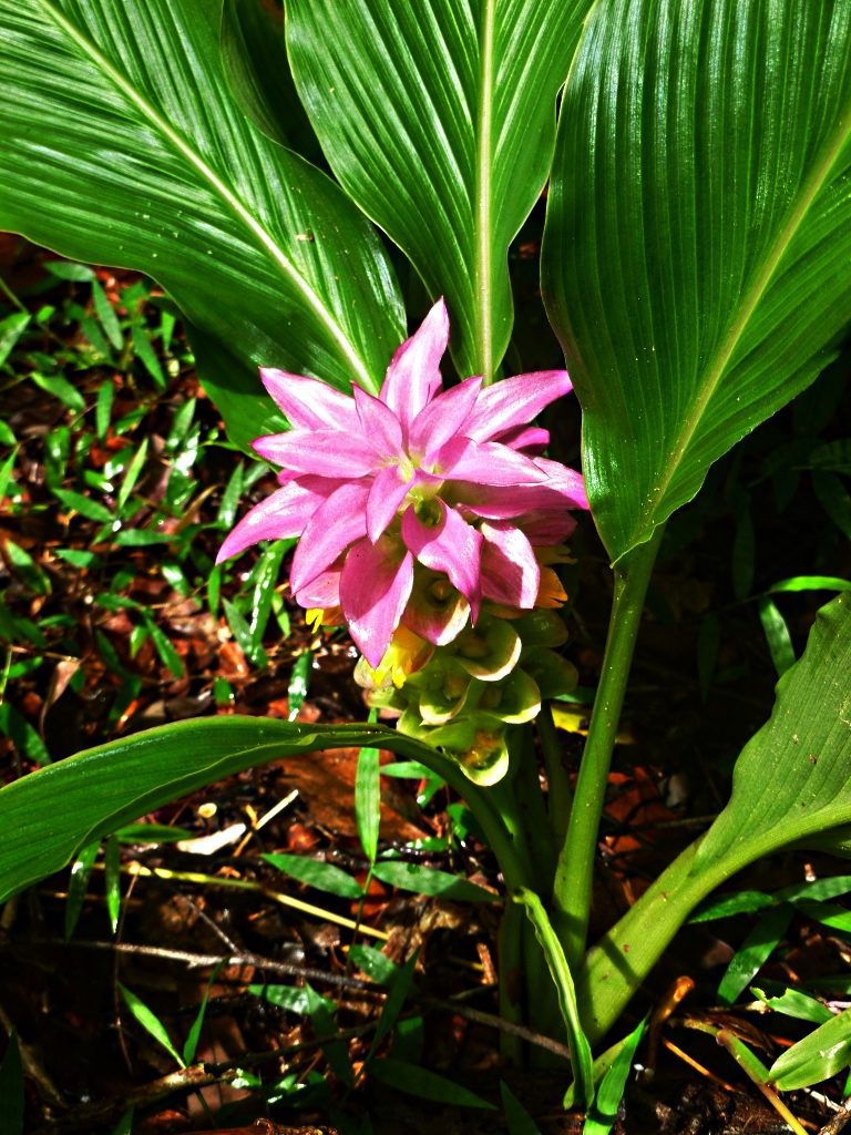 Turmeric Plant