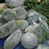 Wax gourd