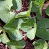 Wild Ginger Roots