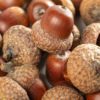 acorns