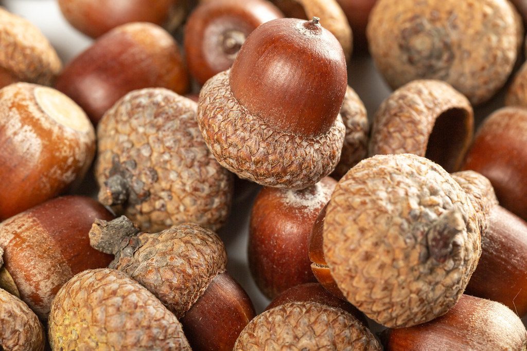 acorns
