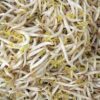 alfalfa sprouts