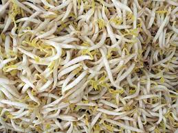 alfalfa sprouts